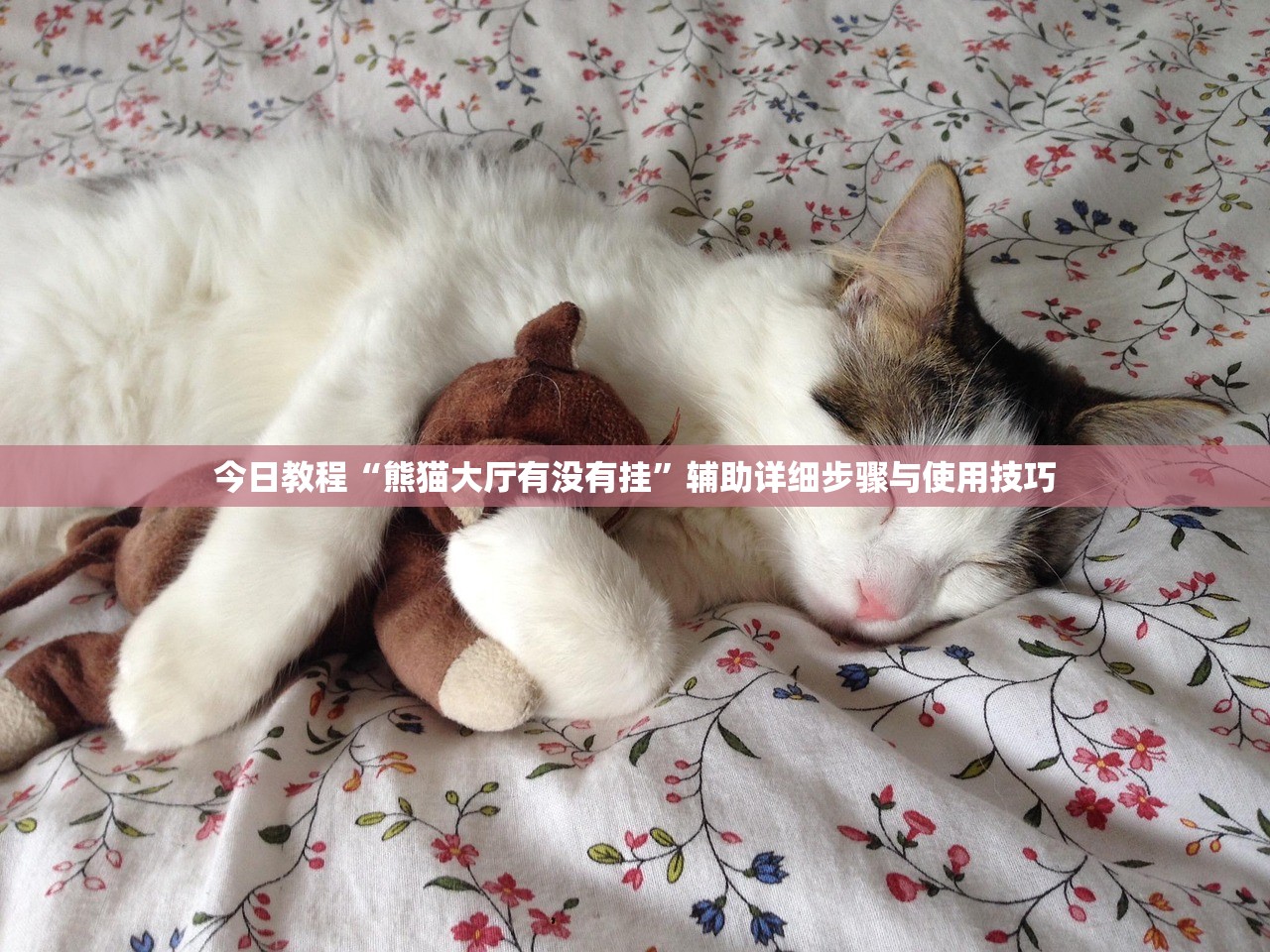 今日教程“熊猫大厅有没有挂”辅助详细步骤与使用技巧