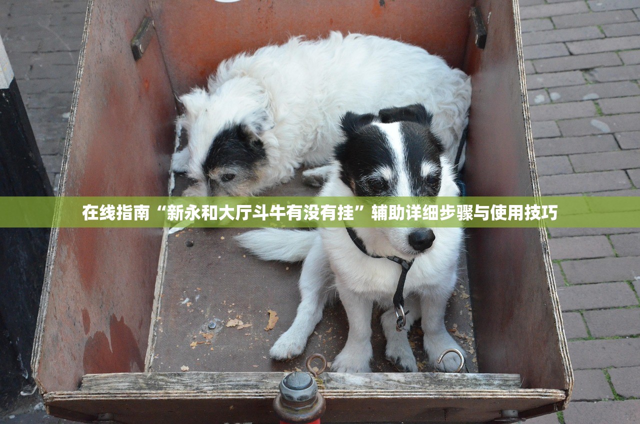 在线指南“新永和大厅斗牛有没有挂”辅助详细步骤与使用技巧